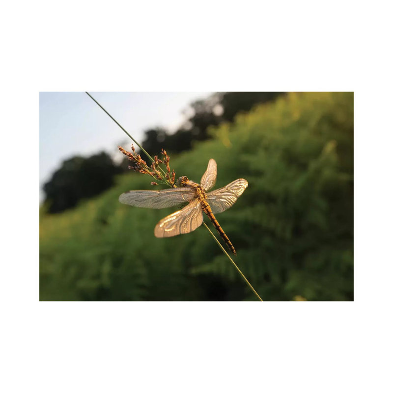 Dragonfly Dawn by Max Ellis - Wrapped Canvas Print, 20.32 cm H x 30.48 cm W