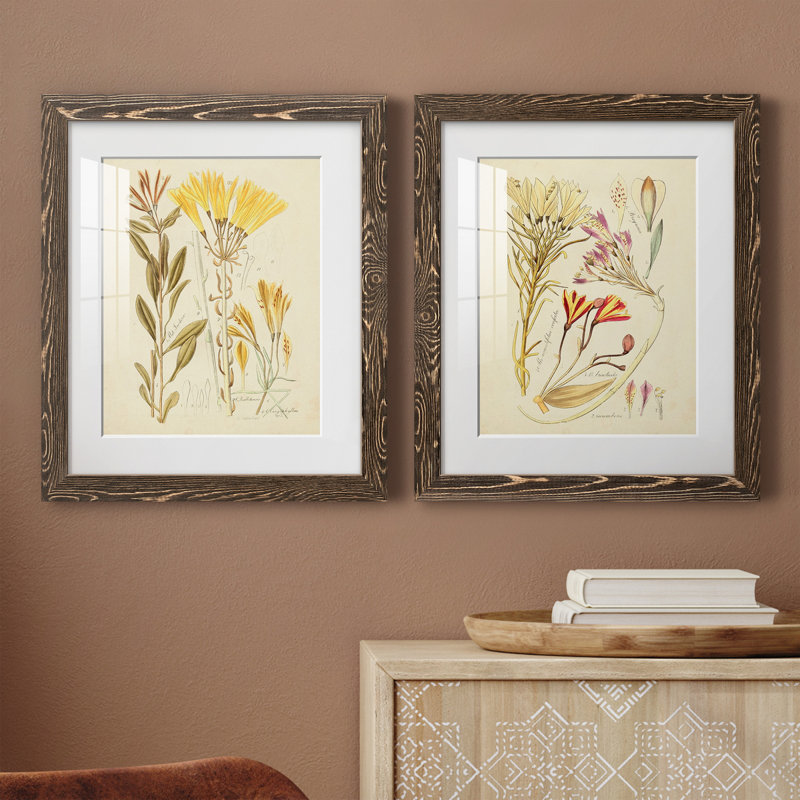 Croquis botanique antique, reproduction encadrée, prêt à accrocher, H 24 po x l 36 po x P 1,5 po, Papier, cadre noyer, Blanc