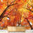 Maple Tree In Autumn-88769759