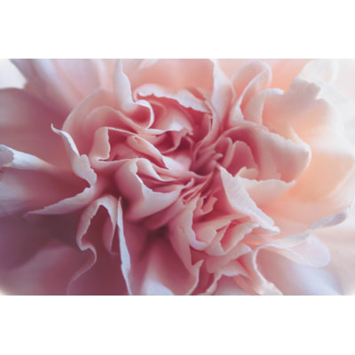 " Peony Close-up "