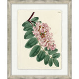 Large Antique Blush Floral II Painting