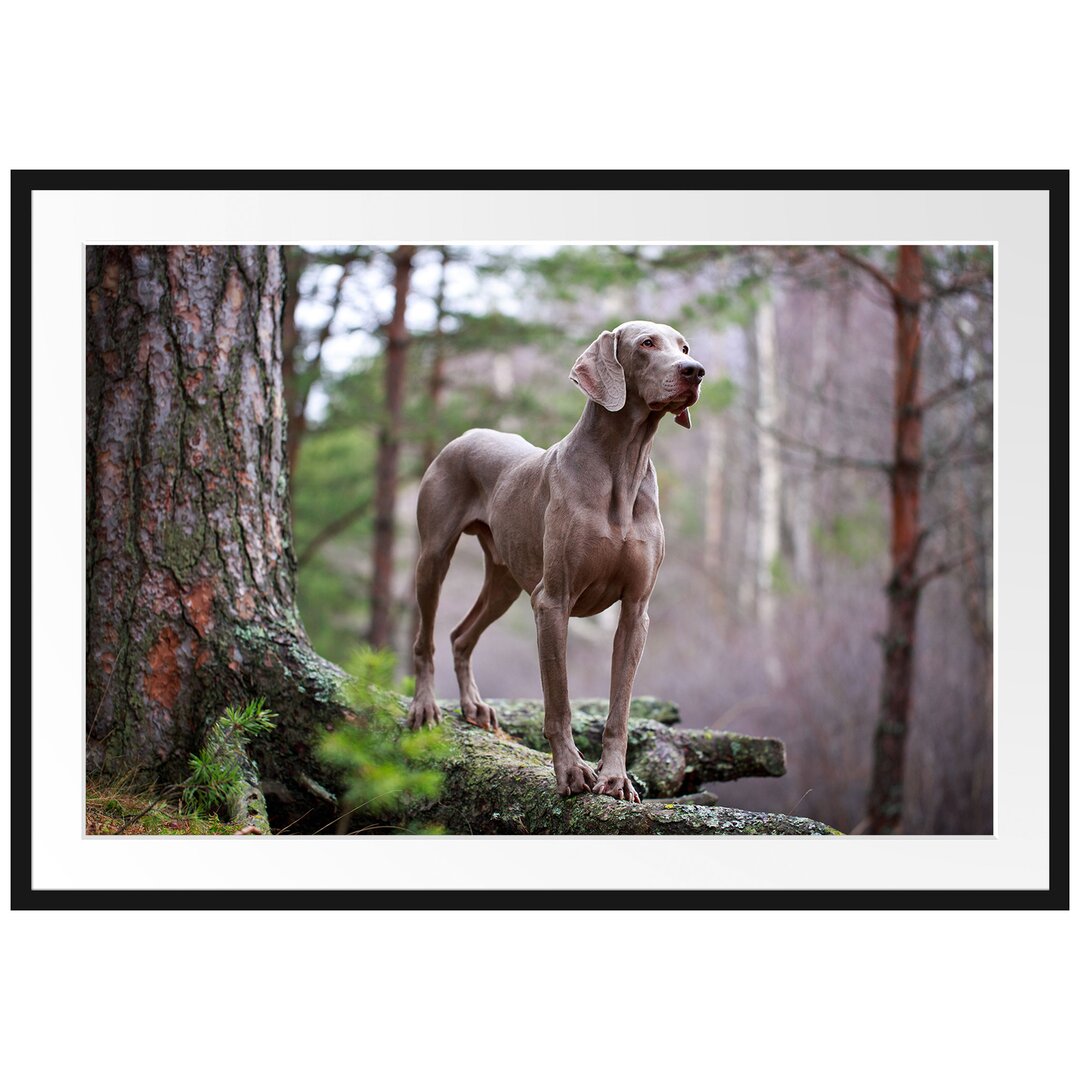 Gerahmtes Poster Edler Weimaraner im Wald