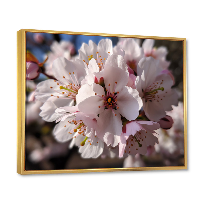 «Blossoming Cherry Flowers In Spring I», reproduction sur toile, Cadre flottant doré, H 12 po x l 20 po x P 1 po