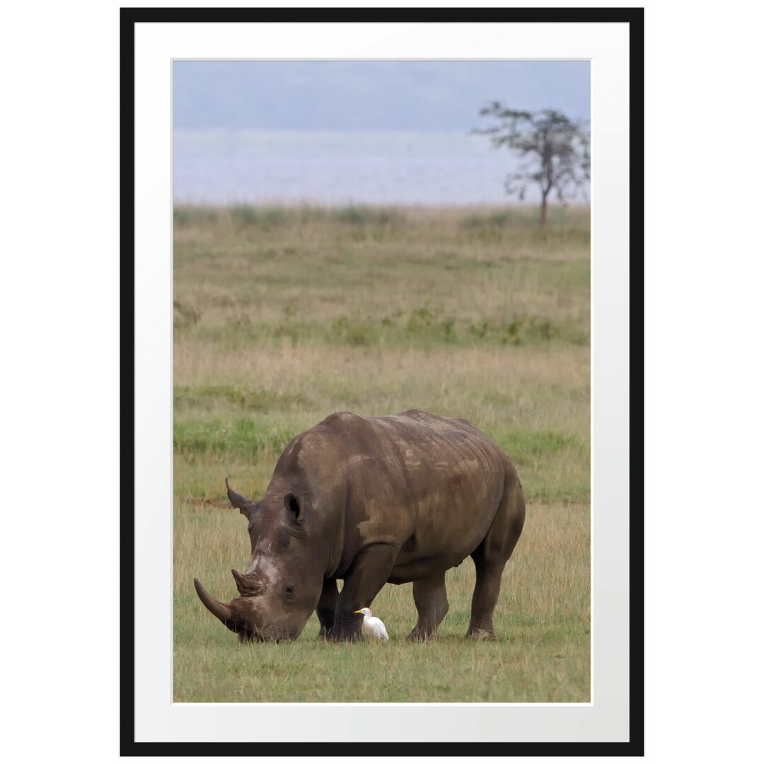 Gerahmtes Poster Großes Nashorn beim Fressen