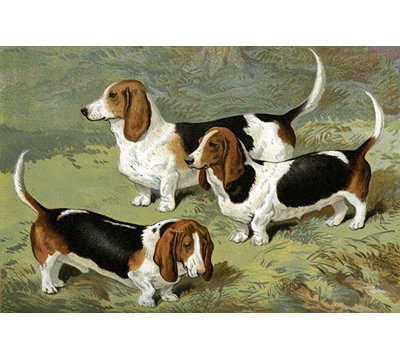 « basset hounds » par vero shaw, reproduction d’art