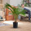 Majesty Palm Tree in Nursery Pot