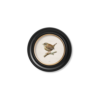 Wren by Mid-1800s - Single Picture Frame Print on Archival Matt 230gsm Paper