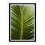 Tropical Palm Print by Tim Klein