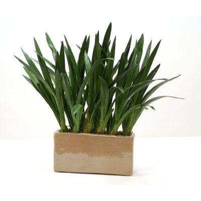 31'' Faux Orchid Plant in Fiberstone Planter