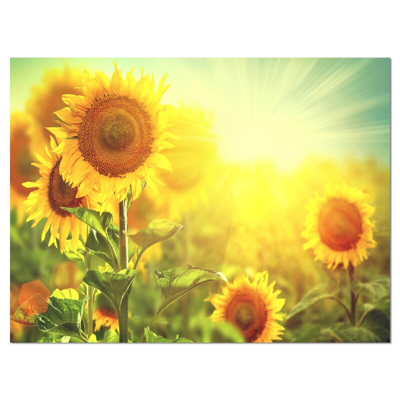 Sunflowers Blooming On The Field On Canvas Photograph