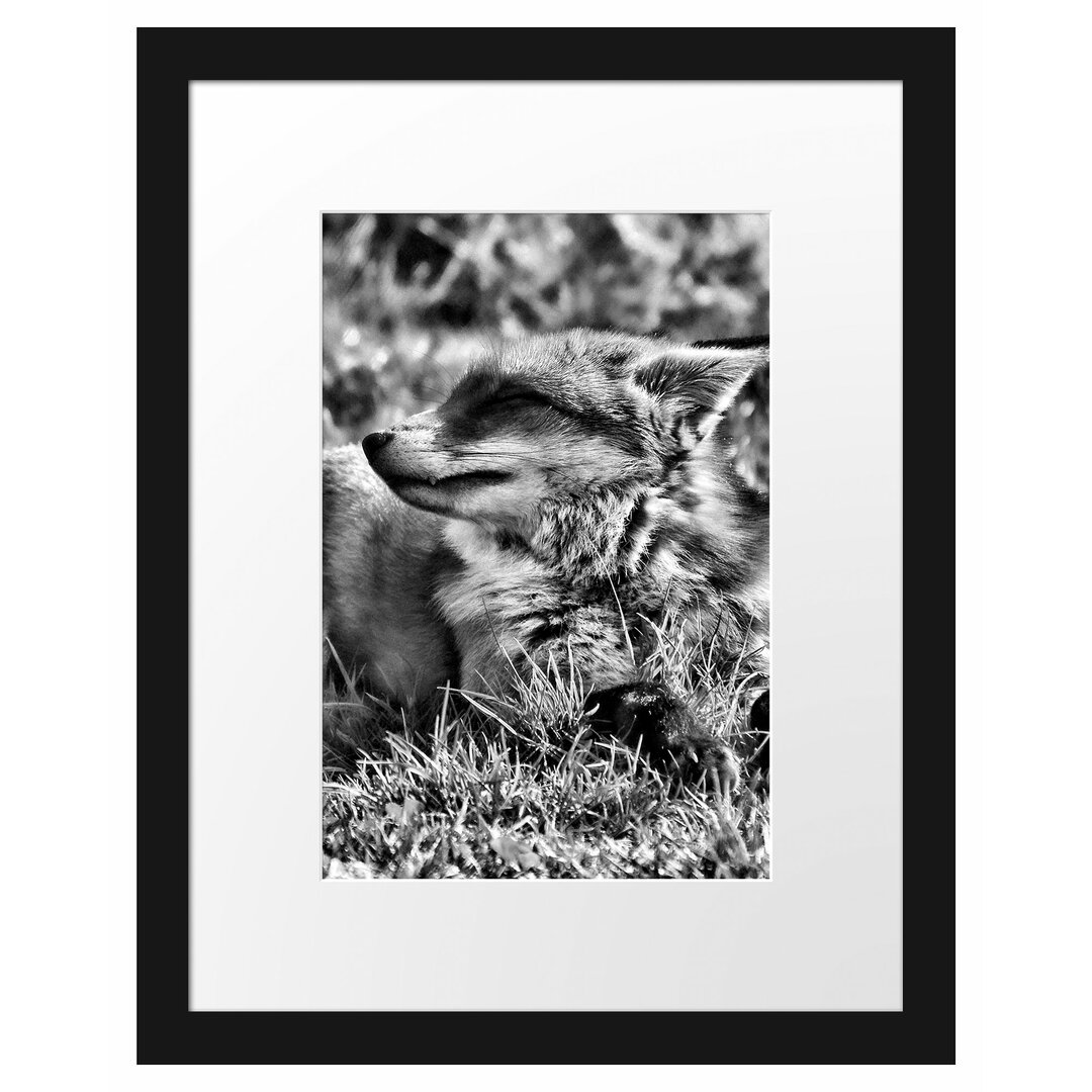 Gerahmtes Poster Fuchs im Gras