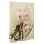 Magnolia Flowers Illustration Tab. 85 by Frederick Sander - Wrapped Canvas-55308818