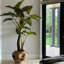Oversized Teak Bowl With Alocacia Plant