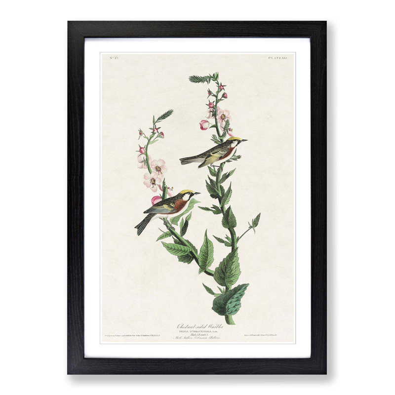 Chestnut-sided Warbler by John Audubon - Picture Frame Painting Print, Black Framed, 65cm H x 48cm W x 2cm D