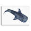«Shark Whale 1» par Stellar Design Studio, art mural en verre acrylique-1328225179