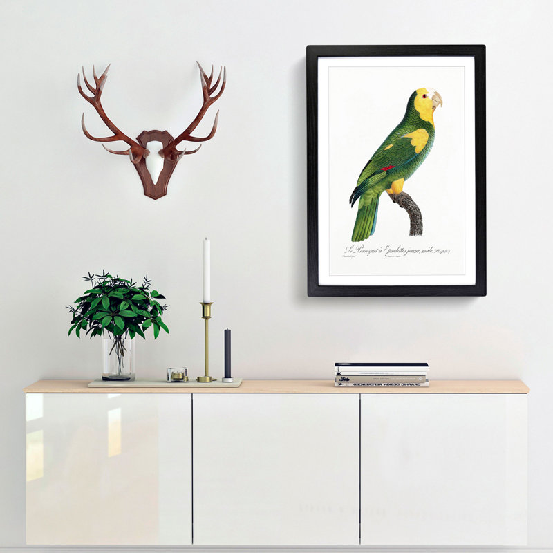 A Yellow-Shouldered Parrot by F. Levaillant - Single Picture Frame Painting, 33cm H x 24cm W x 2cm D, Black Framed