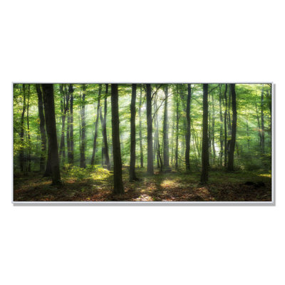 Sunny Morning Magic Forest IV " Sunny Morning Magic Forest IV "