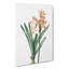 Amaryllis Flowers in Pink - Wrapped Canvas-55368542