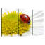 Coccinelle sur camomille-1881041236
