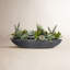 Succulents In Boat
