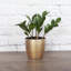 Live ZZ Houseplant in Classic Pot