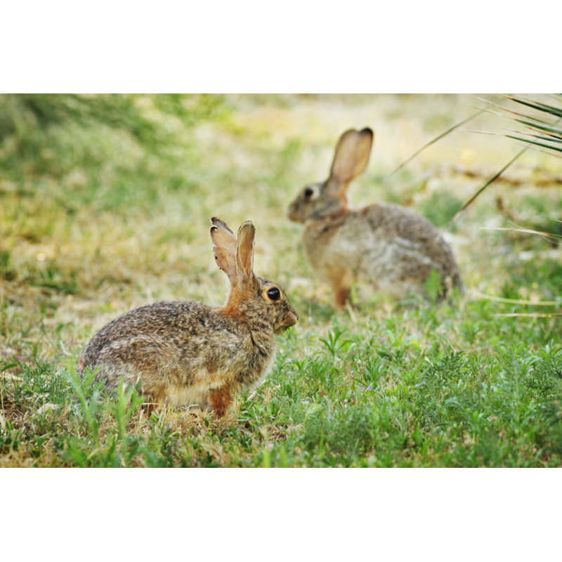 Lapin mangeant par Chuckschugp photography, H 8 po x l 12 po