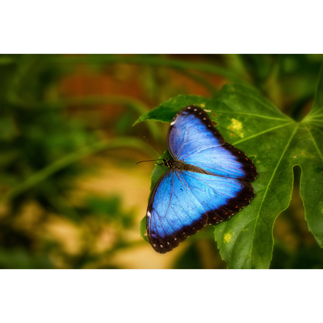 Morpho Schmetterling - Druck