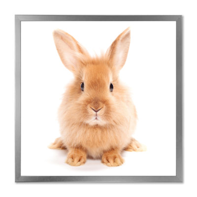 " Portrait Of A Brown Rabbit "