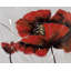 Imprimé de fleurs de coquelicot rouge - décoration botanique encadrée mat-1847146739