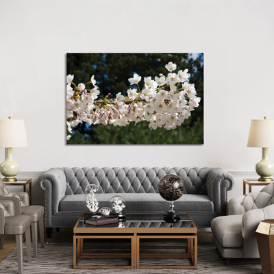 Cherry Blossom Flowers Against Pine Tree, Hiraizumi, Iwate Prefecture, Japan II - Wrapped Canvas Print