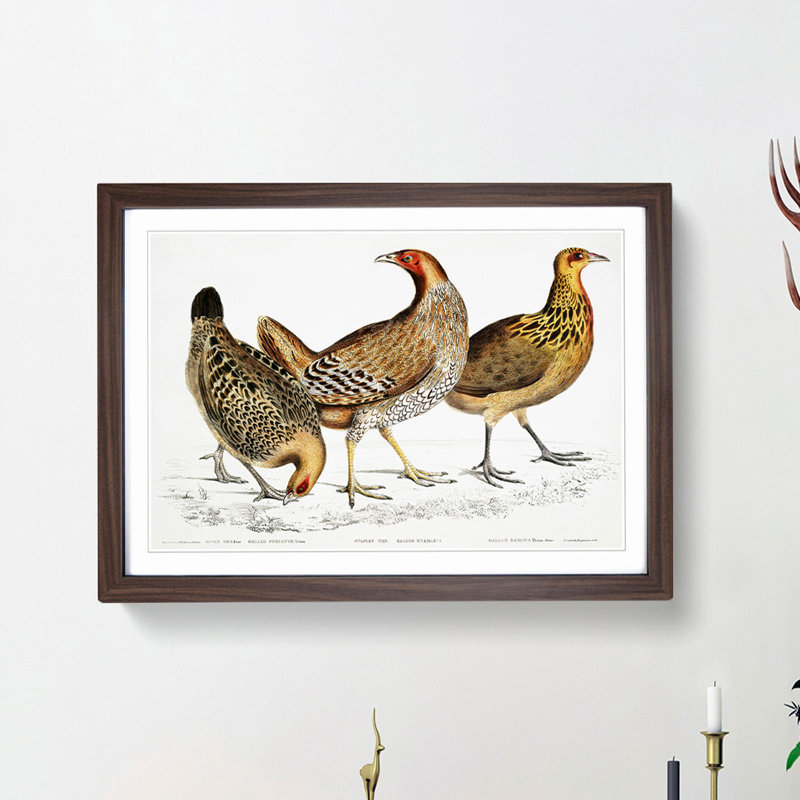 Illustration of Hens by John Edward Gray - Picture Frame Painting Print, 36cm H x 48cm W x 2cm D, Walnut Framed