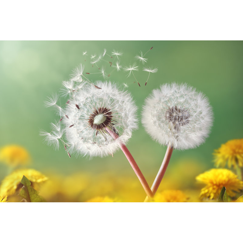 Dandelion Clock In Morning Light by Brianajackson - Wrapped Canvas Print, 30cm H x 46cm W x 3.8cm D
