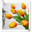 Tulip Arrangement-1226906765