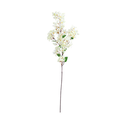 Bougainvillea Floral Stems
