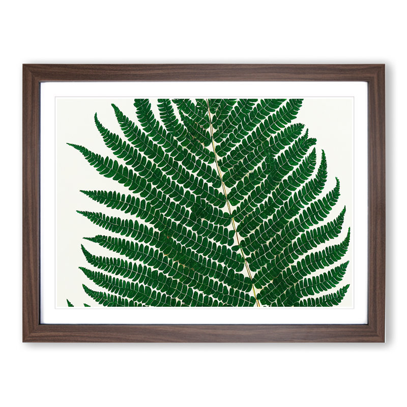 Splendorous Fern Leaf - Framed Print, 25cm H x 34cm W x 2cm D, Walnut