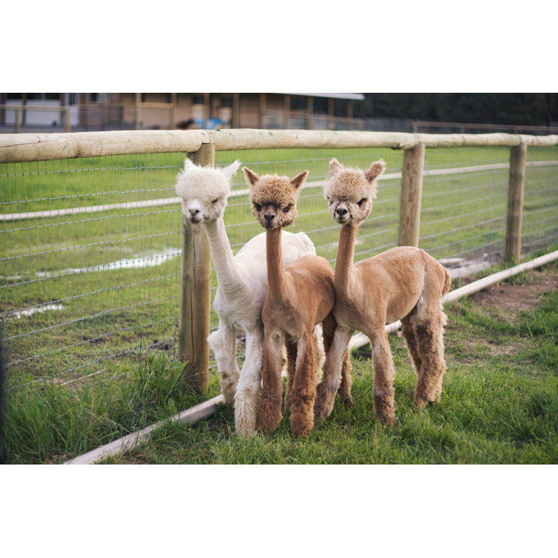 Three Baby Alpacas - Wrapped Canvas Print, 30cm H x 46cm W x 3.8cm D