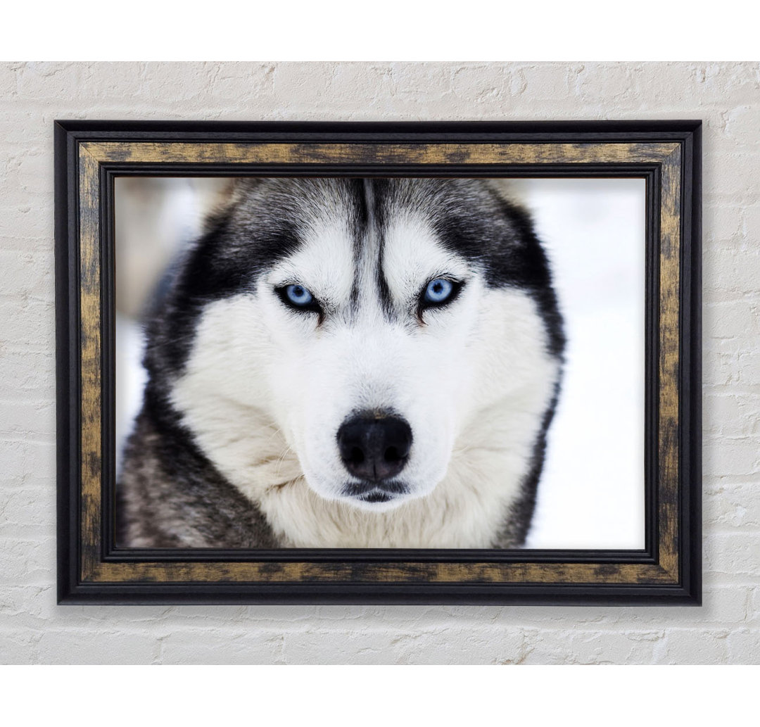 Husky Hund Schnee Gesicht - Einzelner Bilderrahmen Kunstdrucke