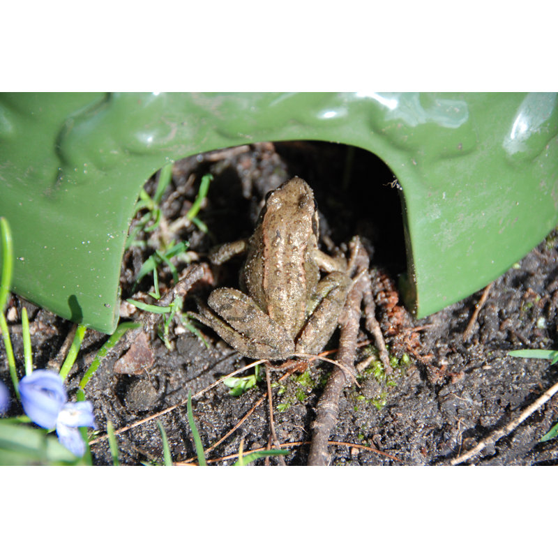 Toad House
