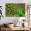 Brampt exhibant des plumes de paon-107676523