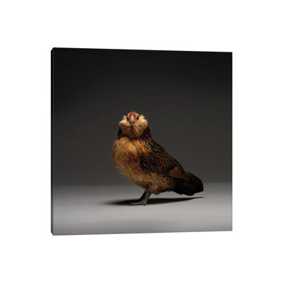 Barbu D'Anvers - Wrapped Canvas Print