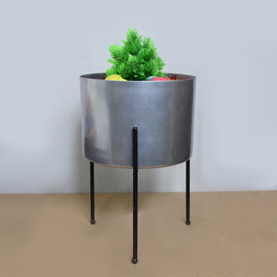palm plants for pots Kentia Palm – Fragrance Plants and Flowers