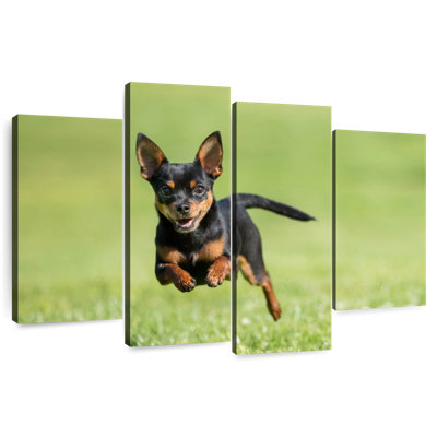 Chihuahua Sprint Brampt