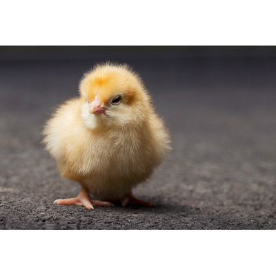 The Little Chicken - Wrapped Canvas Print