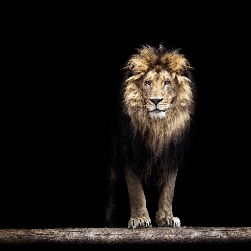 Beautiful Lion - Wrapped Canvas Print, 76cm H x 76cm W x 3.8cm D