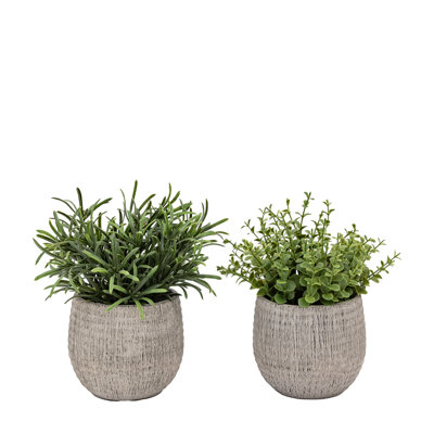 Potted Plant Ceramic Scratch Pot Rosemary