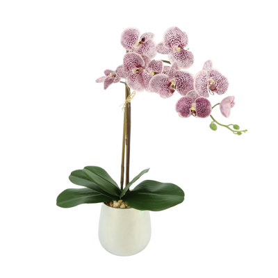 Orchid In A Silver Vase
