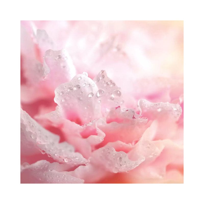 Peony Frills - Wrapped Canvas Print, 93.98 cm H x 93.98 cm W x 1.91 cm D