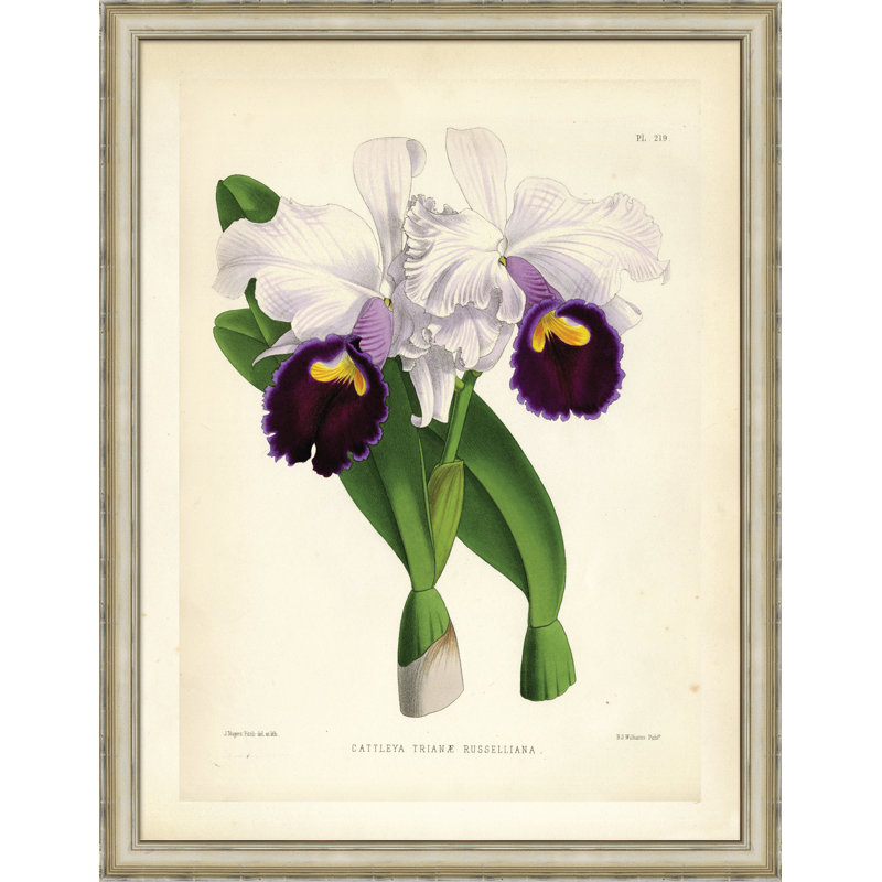 Cattleya Trianae Print