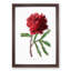 Red Tree Peony - Picture Frame Painting Print-55598382-55598383