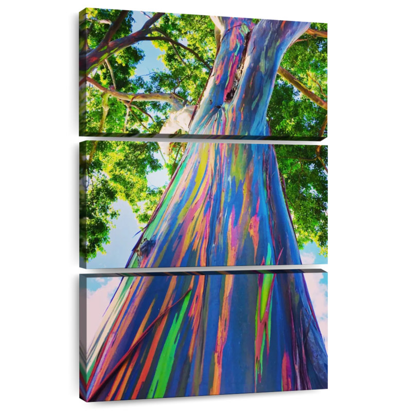 Eucalyptus hawaïen Harnek, H 38 po x l 24 po